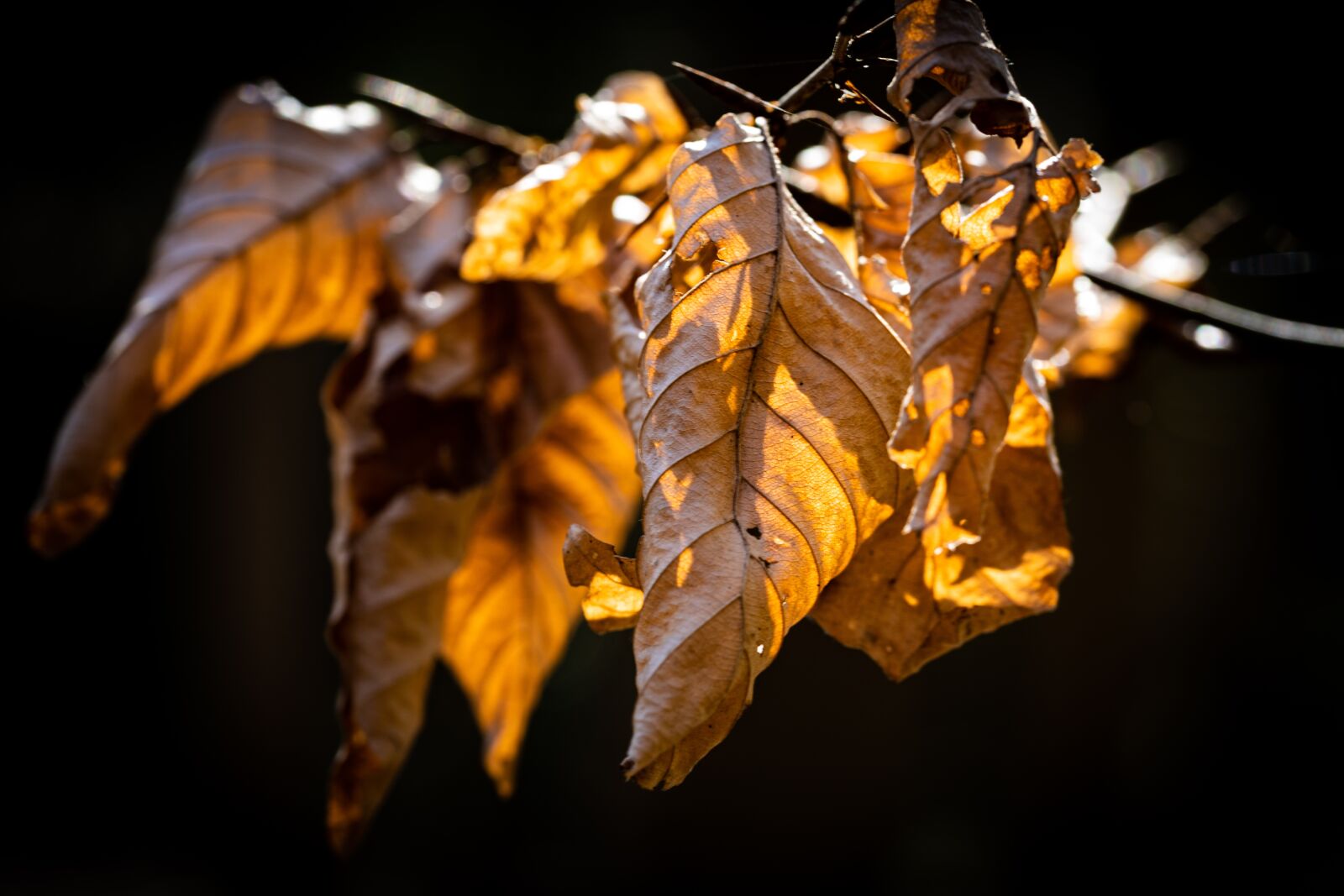 Canon EOS RP sample photo. Leaf, old, sunlight photography