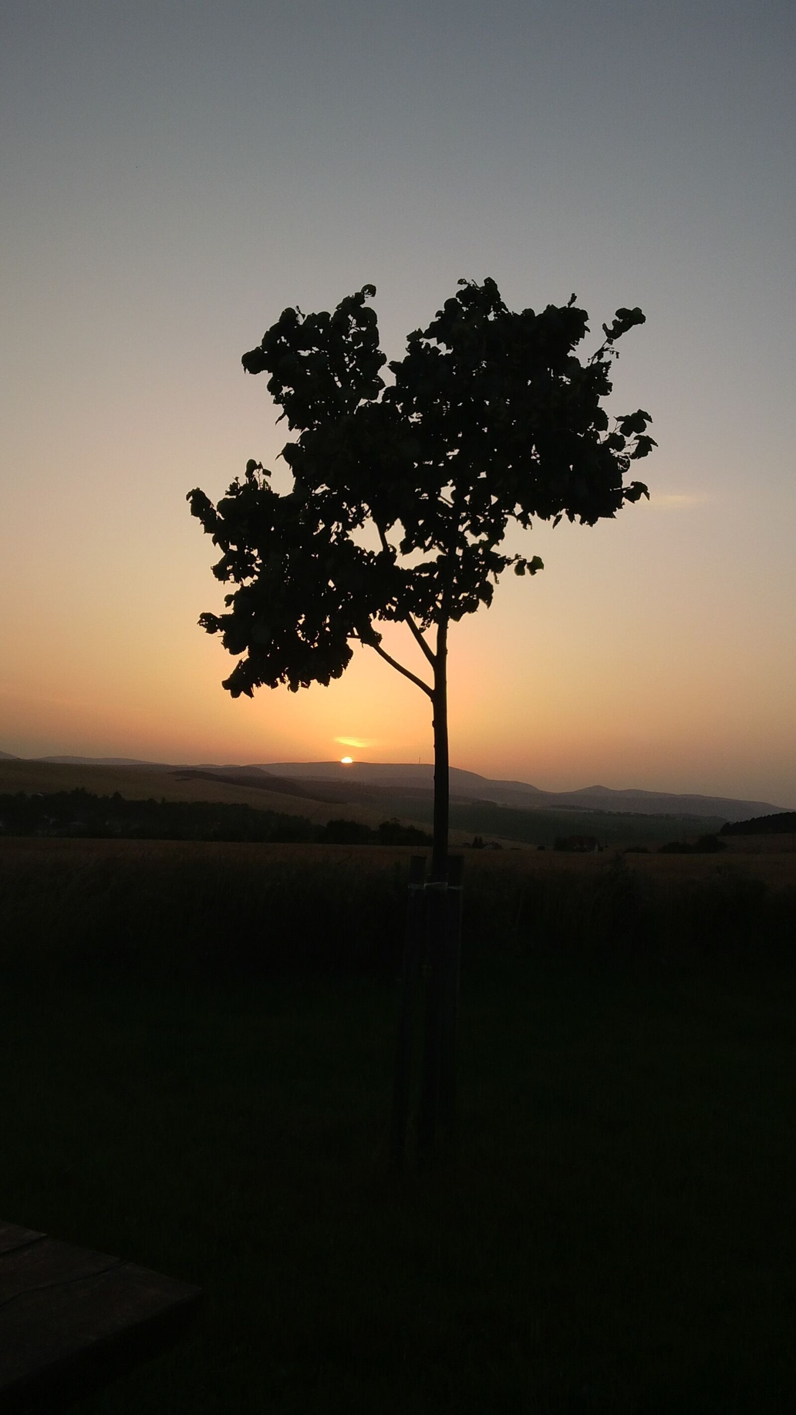 BlackBerry Z10 sample photo. Sunset tree, in the photography