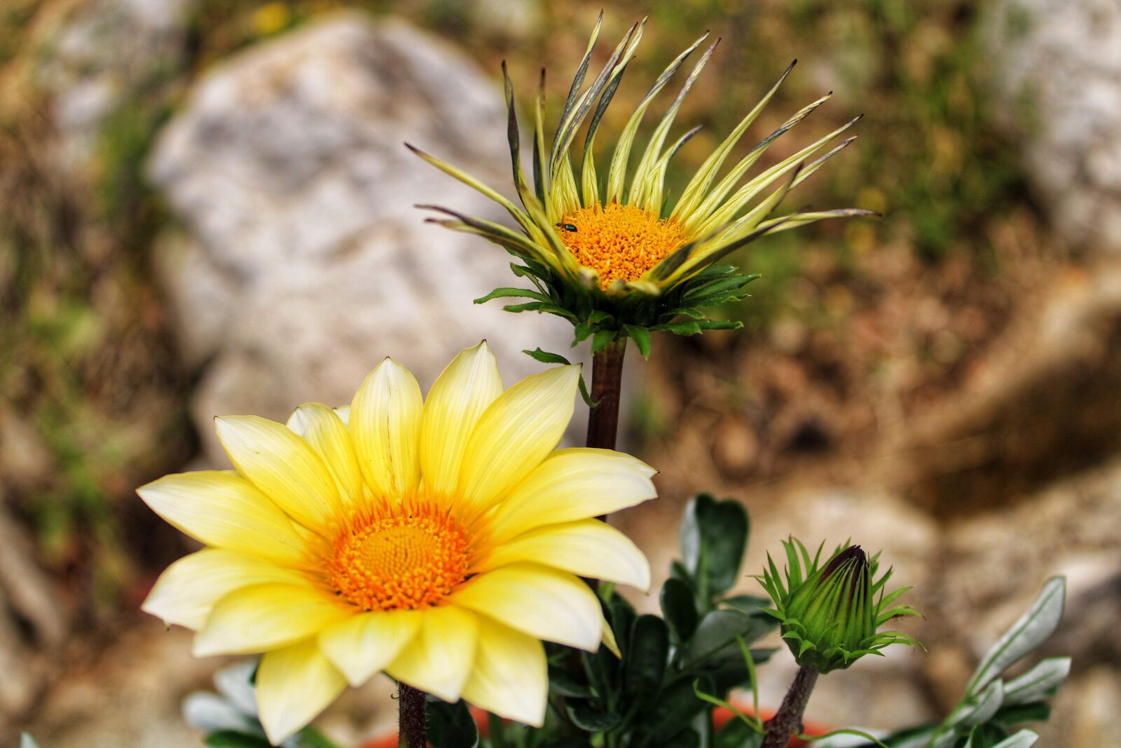 Canon EOS 2000D (EOS Rebel T7 / EOS Kiss X90 / EOS 1500D) sample photo. Nature, flower, yellow photography