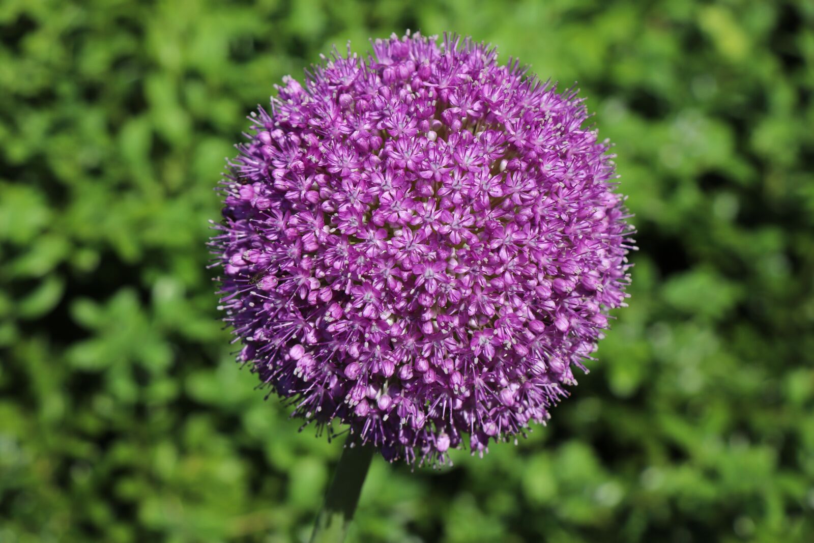 Canon EF-S 18-135mm F3.5-5.6 IS USM sample photo. Allium, flower, garden photography