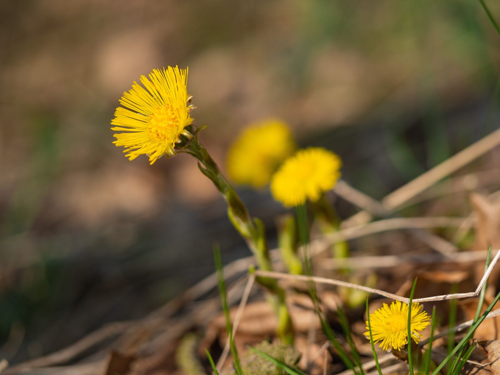 Olympus OM-D E-M10 III sample photo. Coltsfoot, yellow, nature photography