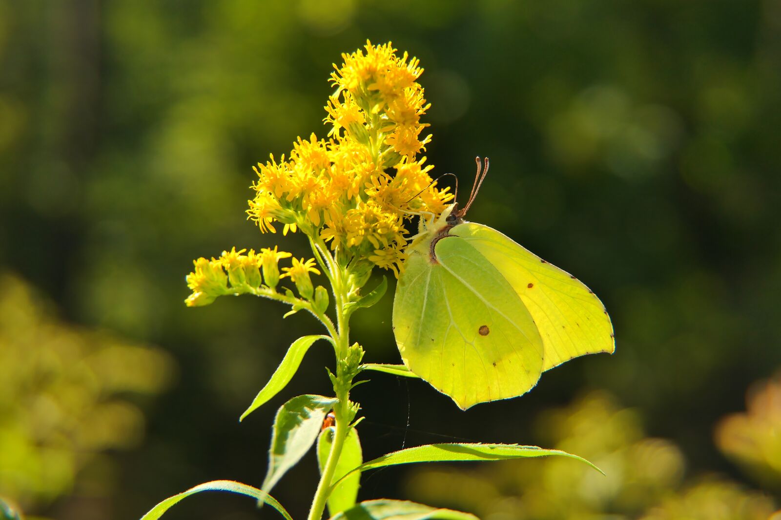 Panasonic Lumix DMC-FZ2500 (Lumix DMC-FZ2000) sample photo. Butterfly, pollinate, butterfly wings photography