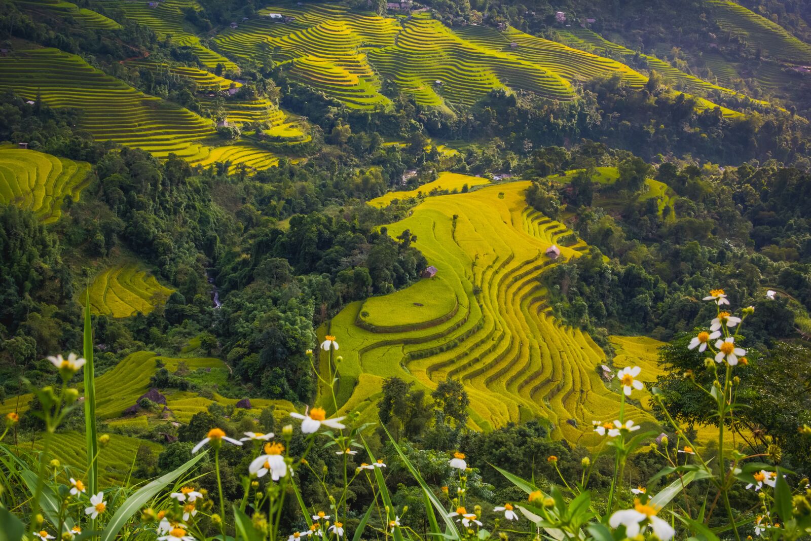 Canon EOS 60D sample photo. Asia, field, food photography