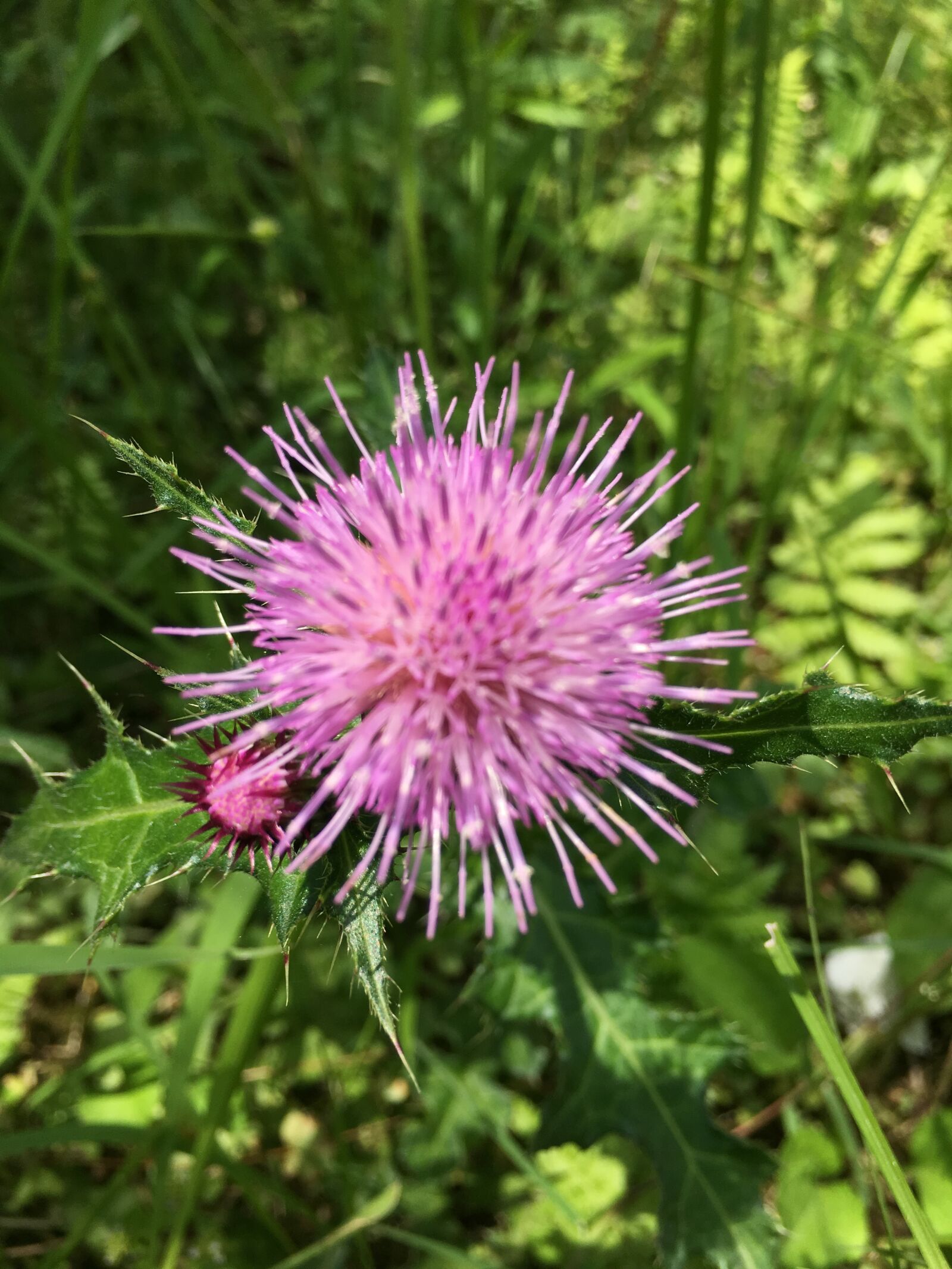 iPhone 6s Plus back camera 4.15mm f/2.2 sample photo. Little flower, natural, sunshine photography