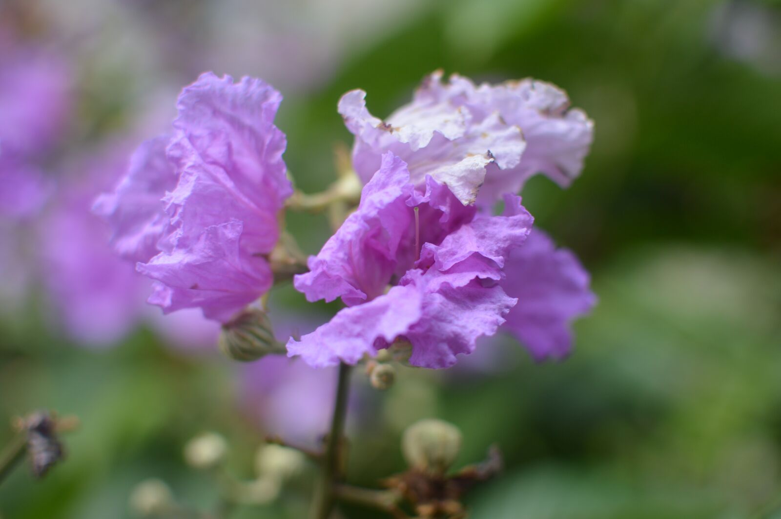 Nikon D3200 sample photo. Purple, flower, beauty photography