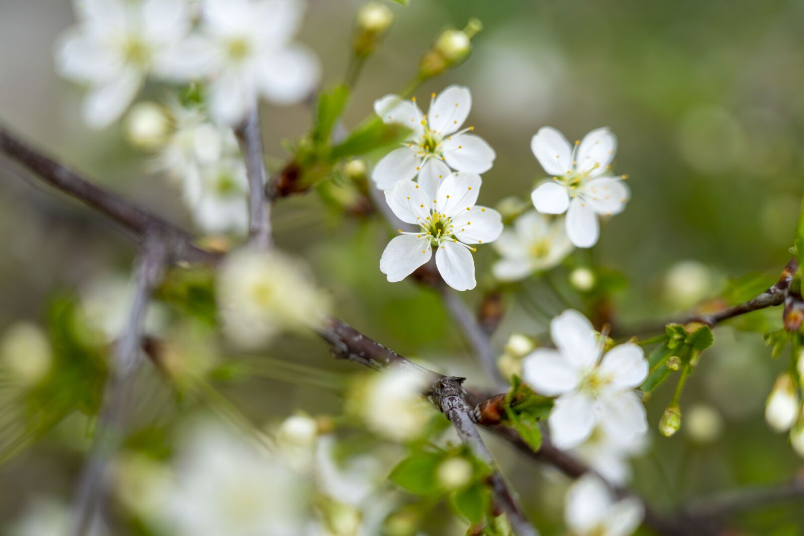 Sony FE 24-105mm F4 G OSS sample photo. Flowering, a branch, flowers photography
