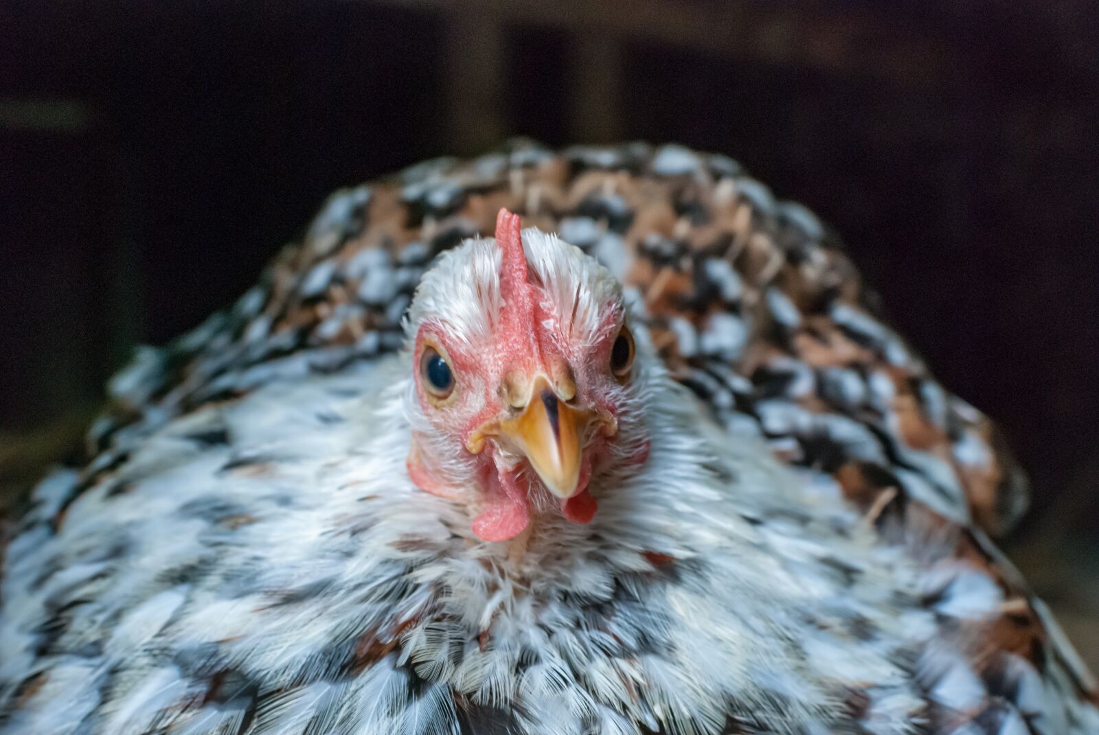 Nikon D80 sample photo. Hen, pekin, thousand photography