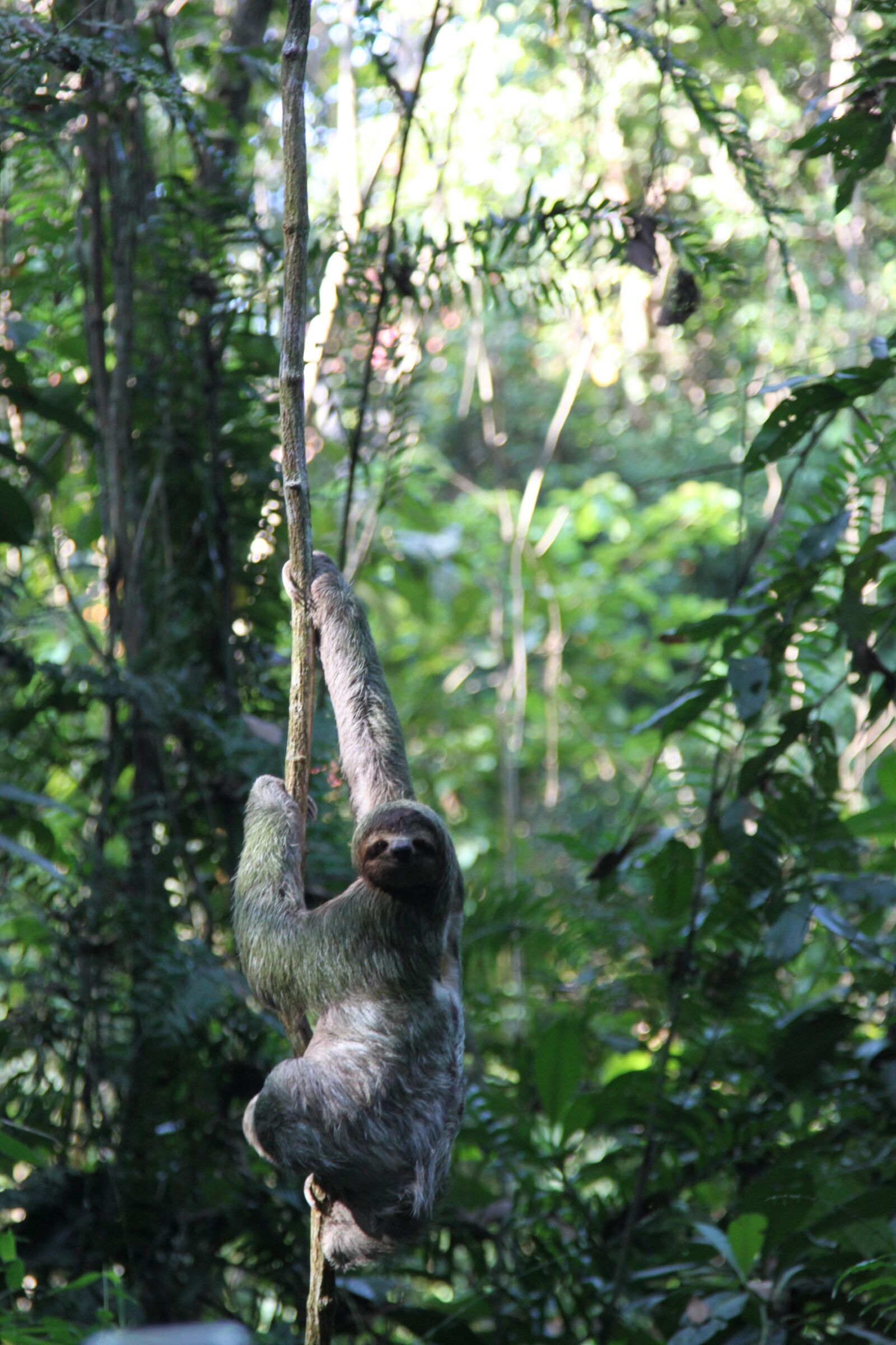 Canon EOS 500D (EOS Rebel T1i / EOS Kiss X3) sample photo. Sloth, rainforest, lazy photography