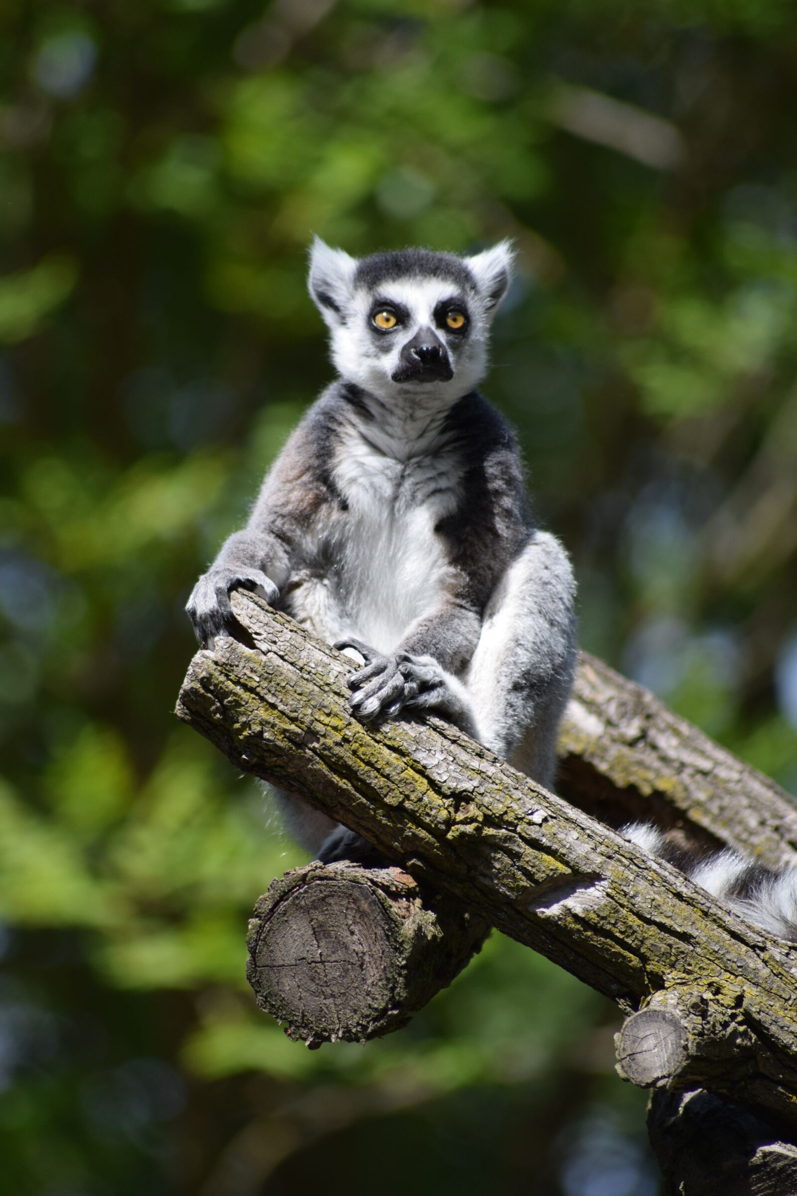 Nikon D3300 sample photo. Lemur, monkey, animal photography