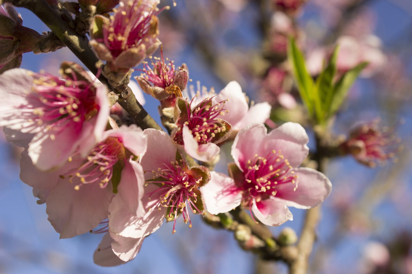Canon EOS 600D (Rebel EOS T3i / EOS Kiss X5) sample photo. Flower, spring, nature photography