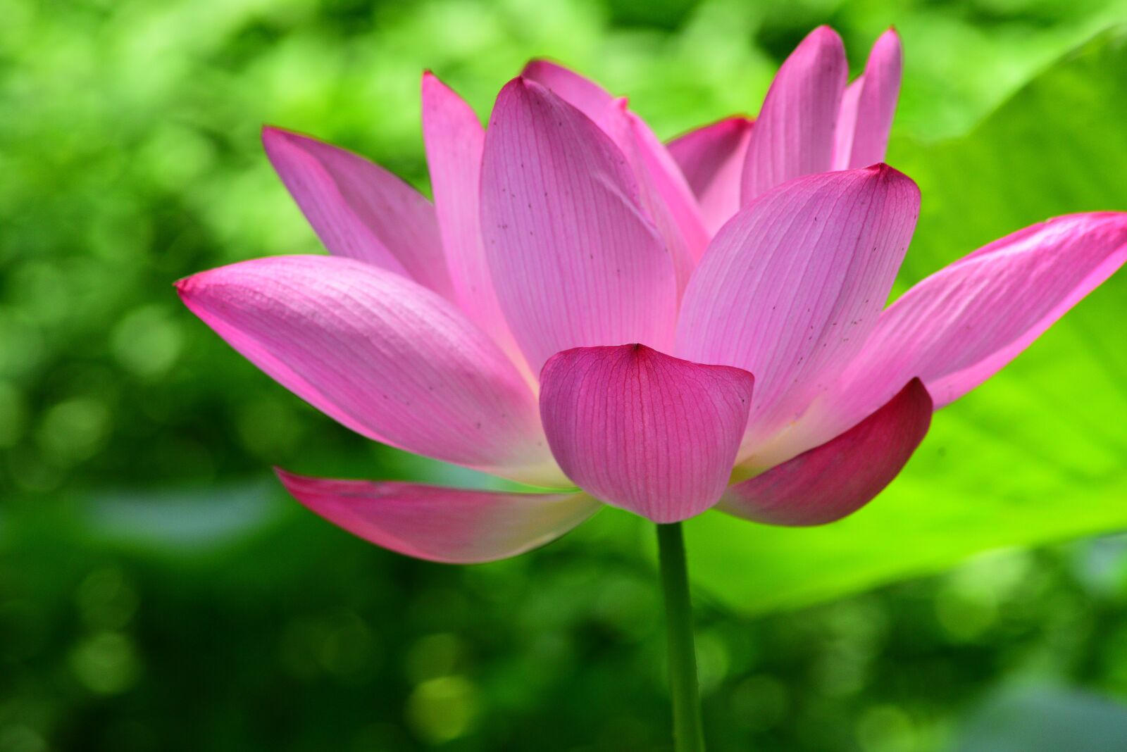 Nikon D750 sample photo. Plant, lotus, flower photography