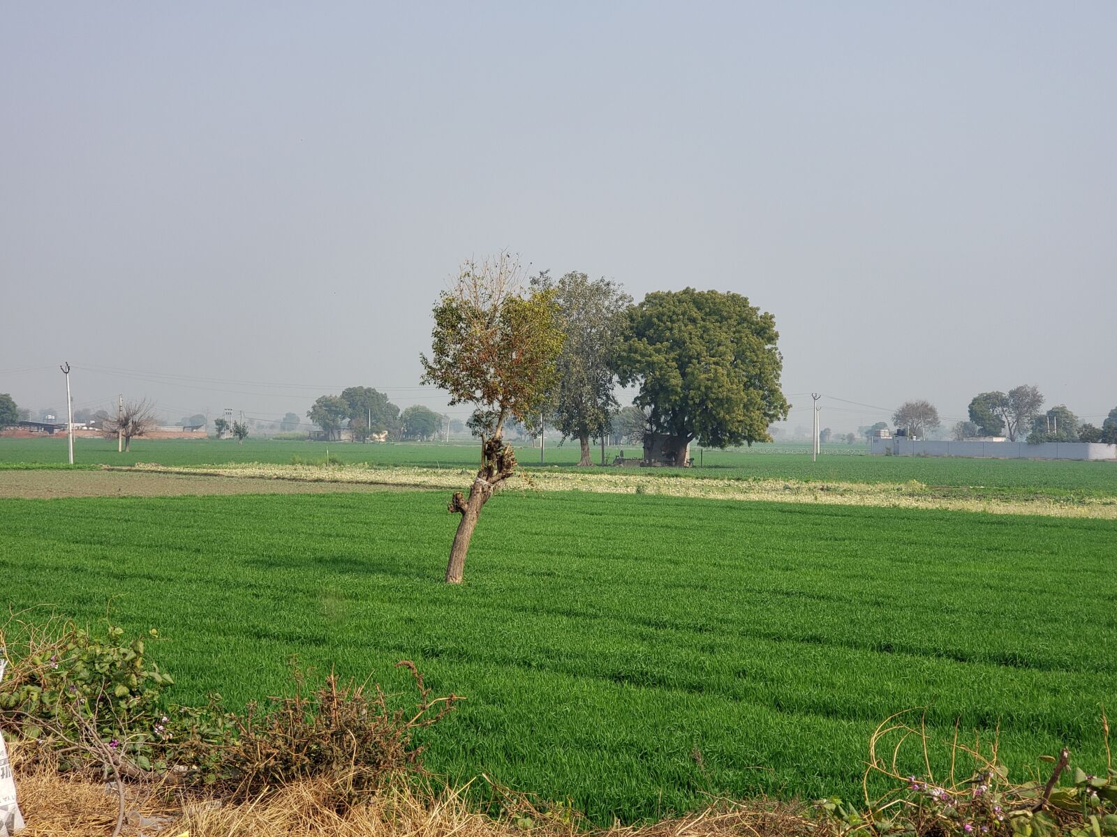 Samsung Galaxy Note9 sample photo. Landscape, india, punjab photography