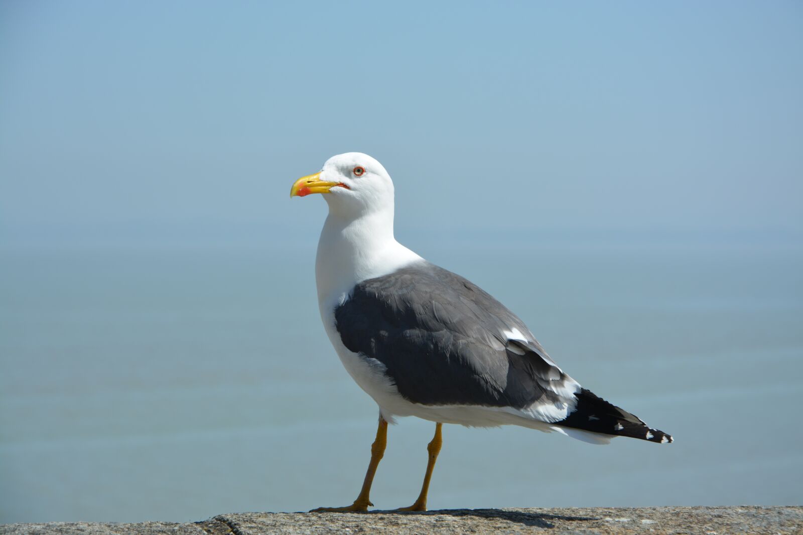 Nikon D5200 sample photo. Gull, seagulls, seabird photography