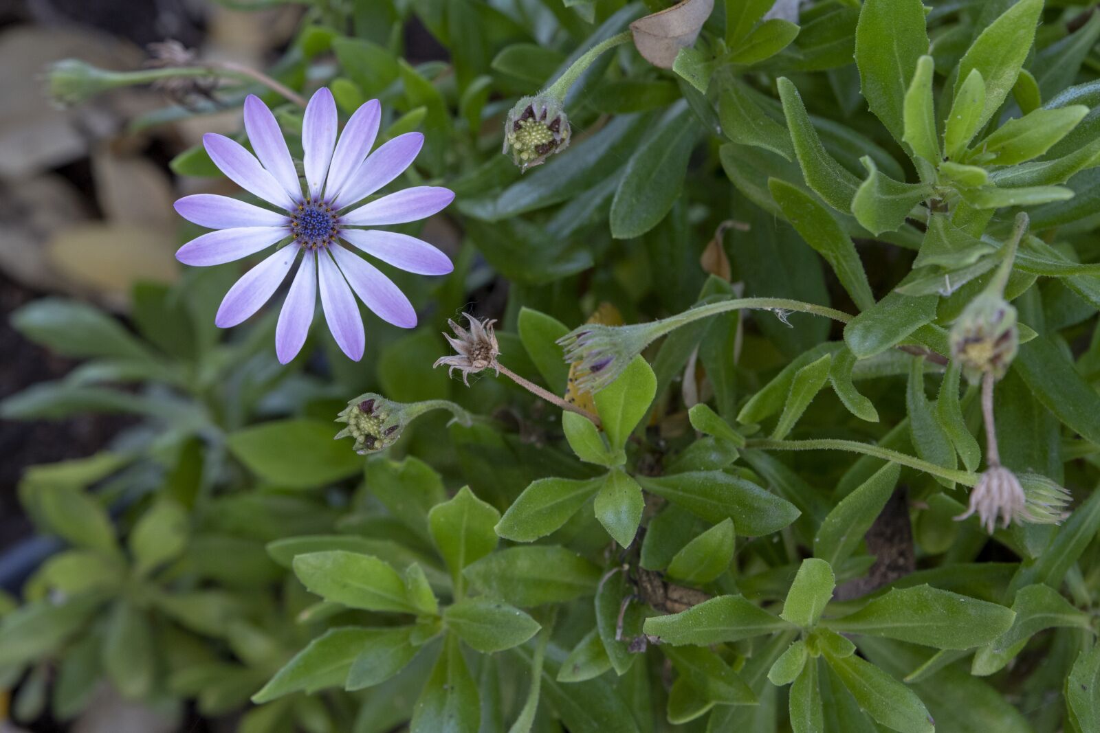 Tamron SP 24-70mm F2.8 Di VC USD G2 sample photo. Portugal, flower, plant photography