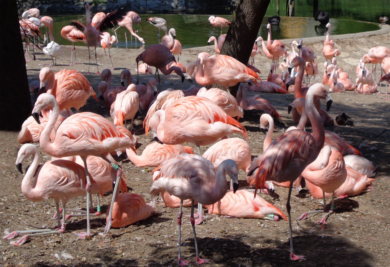 Sony Cyber-shot DSC-W830 sample photo. Flamingos, birds, pen photography