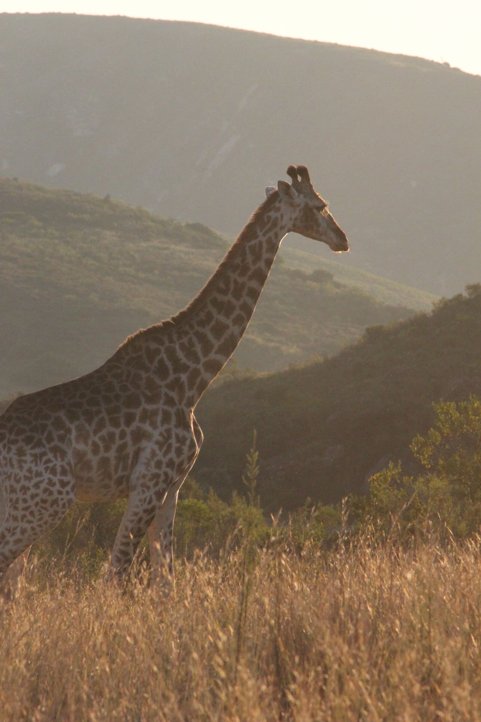 Canon EOS 550D (EOS Rebel T2i / EOS Kiss X4) sample photo. Giraffe, africa, nature photography