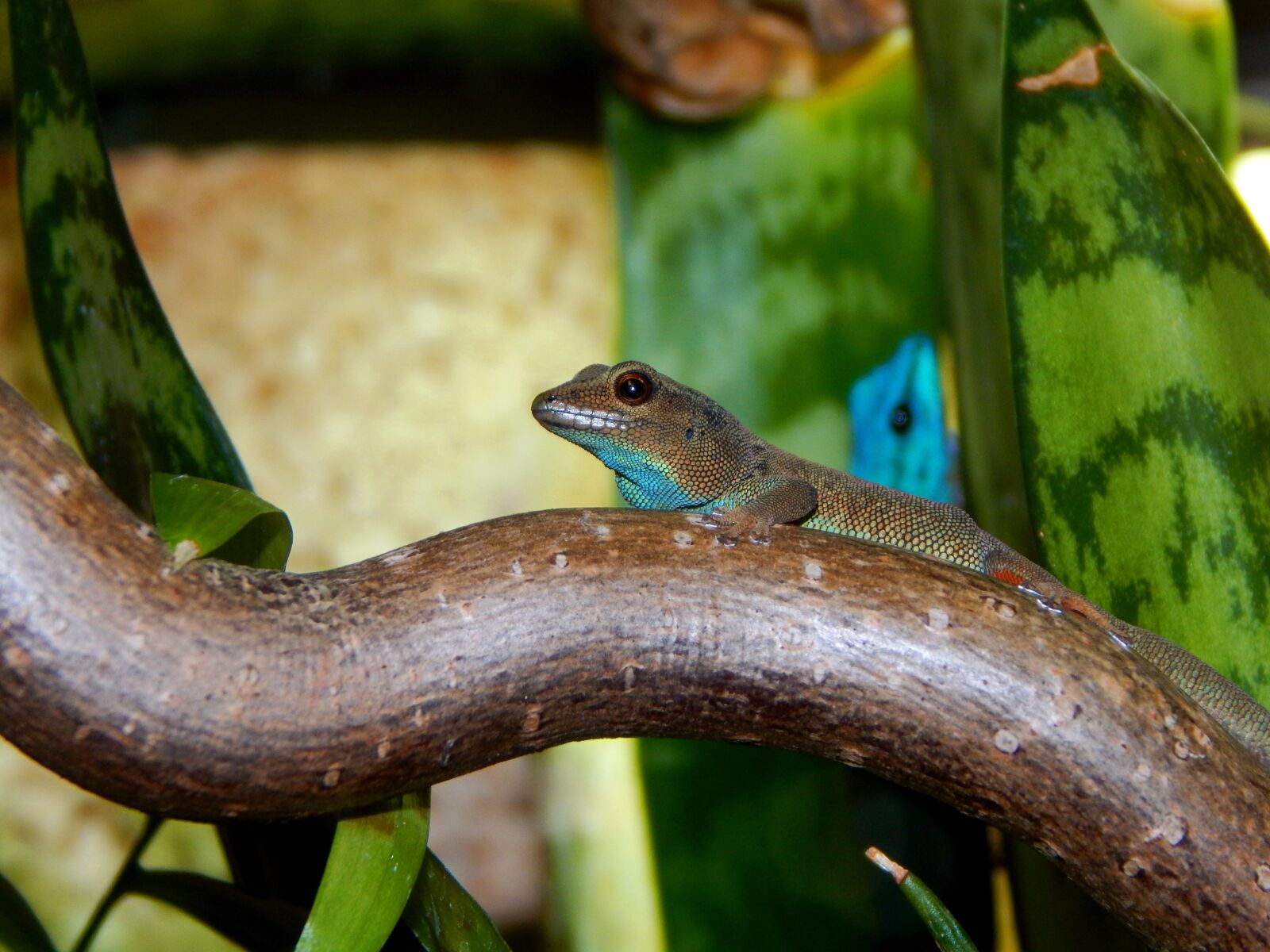 Nikon Coolpix L830 sample photo. Gecko, dwarf gecko, reptile photography