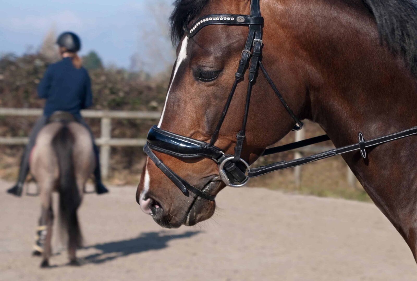 Nikon D300 sample photo. Brown horse, sport, man photography
