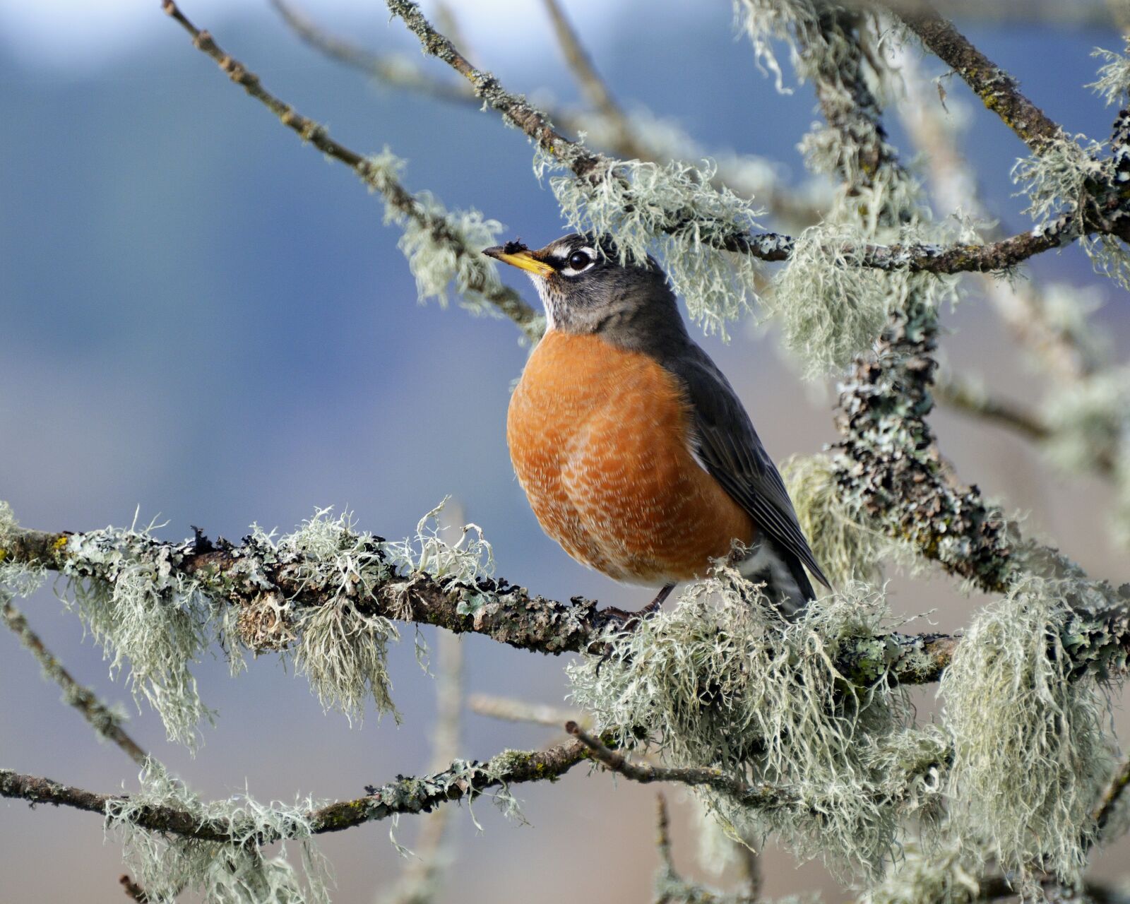Nikon D5100 sample photo. Wildlife, bird, nature photography