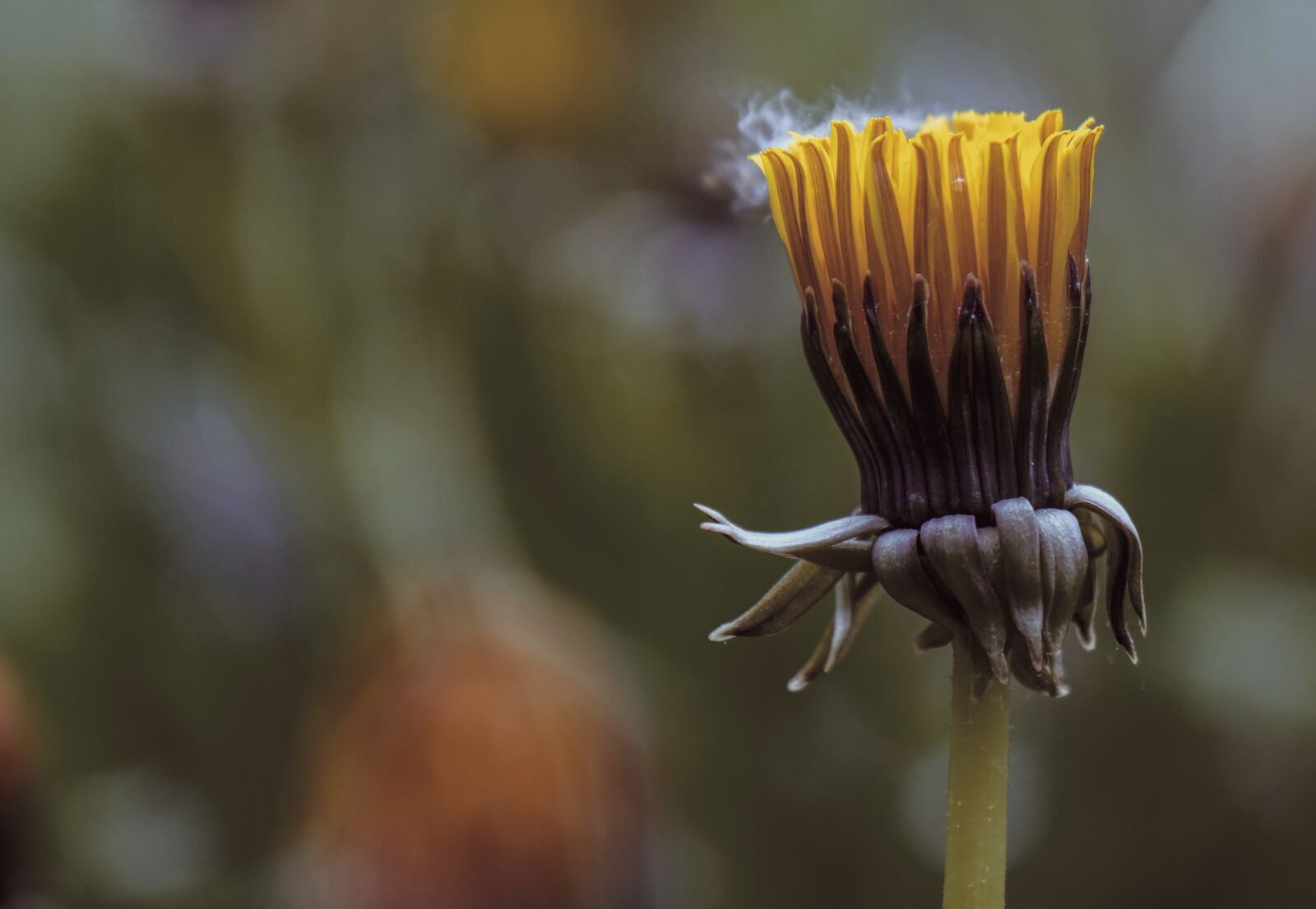 Fujifilm X-T2 + Fujifilm XF 18-135mm F3.5-5.6 R LM OIS WR sample photo. Dandelion, plant, evaporation photography