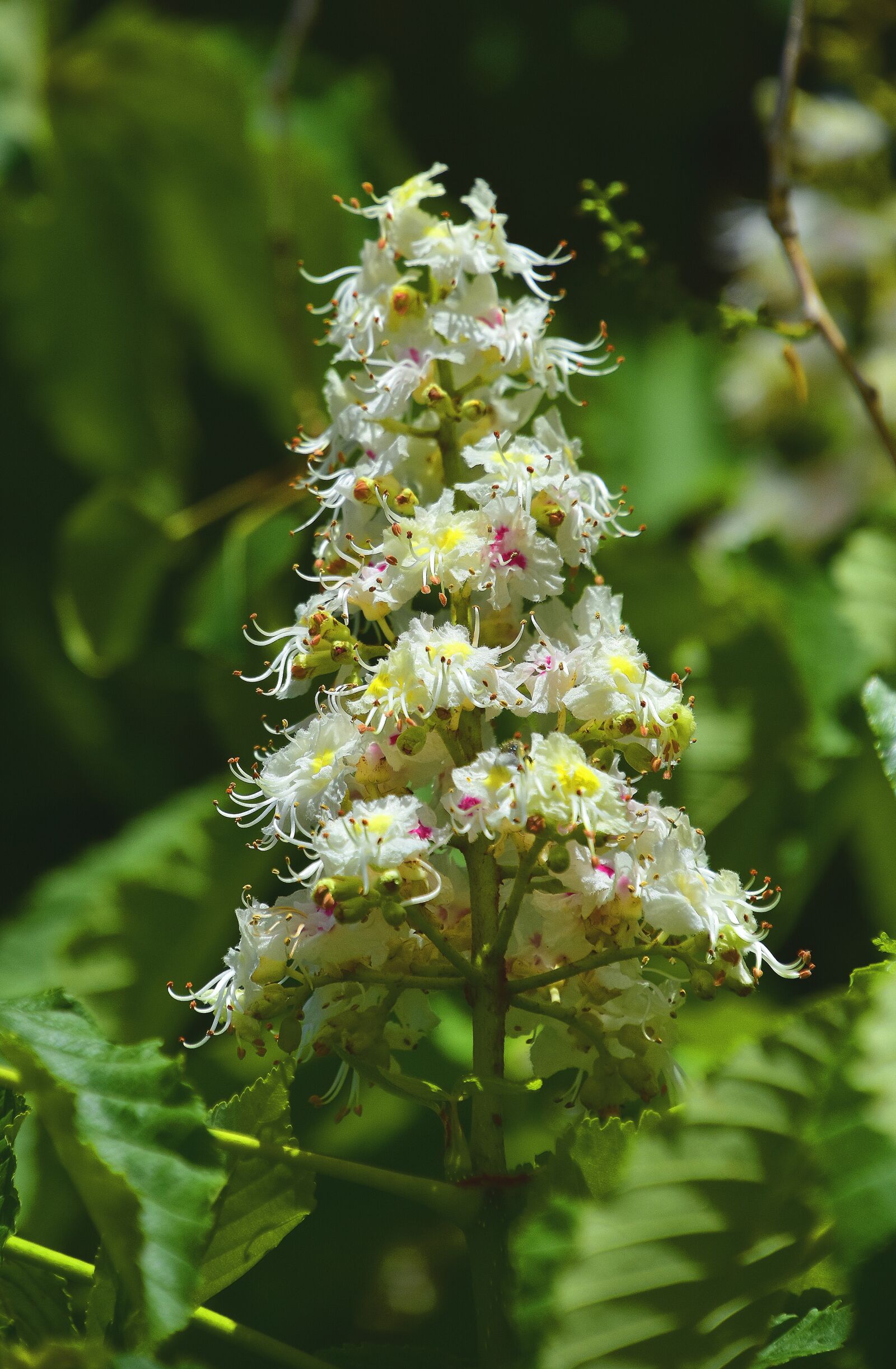 Nikon D7200 sample photo. Flower, nature, plant photography