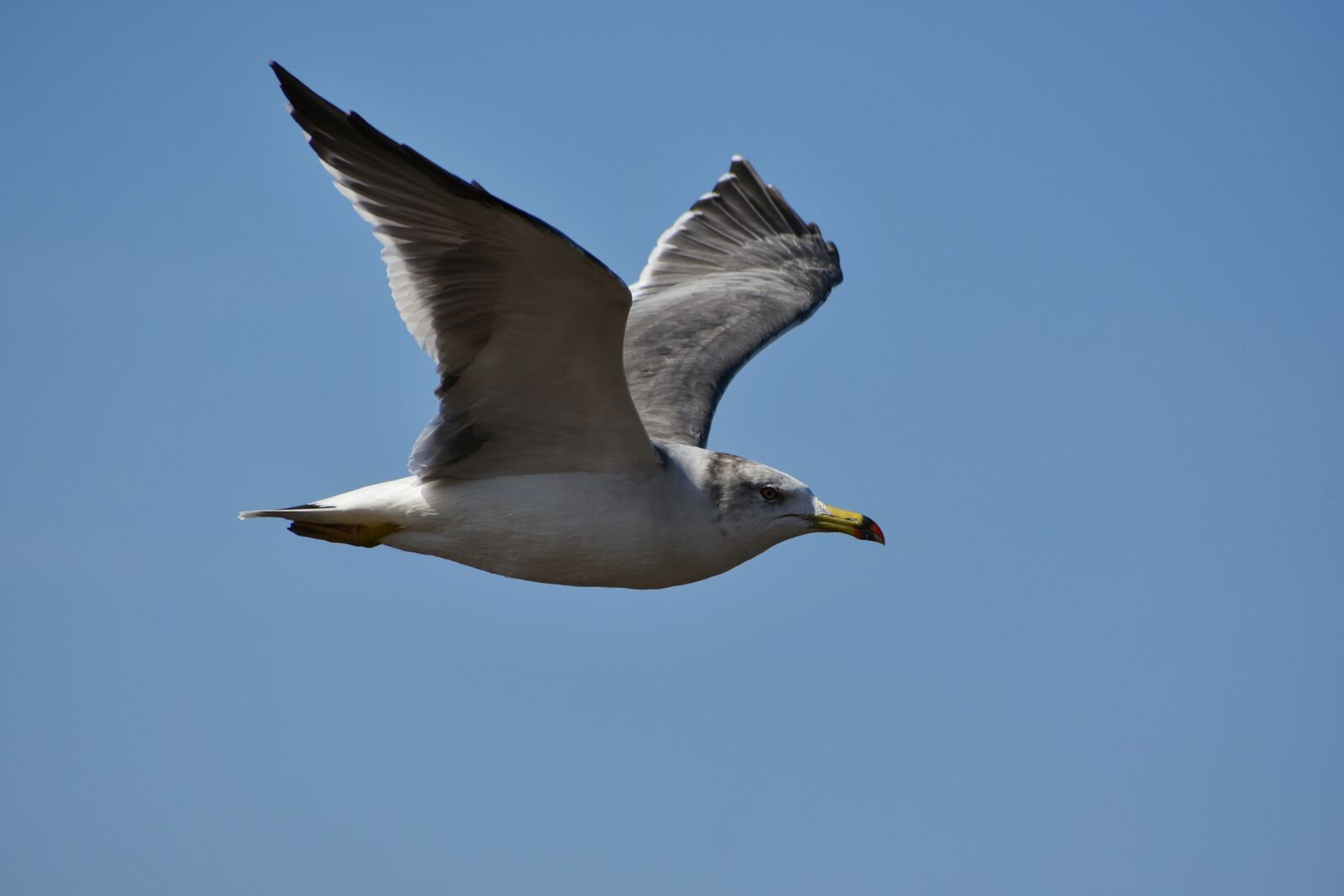 Nikon D7200 sample photo. Animal, sky, bird photography