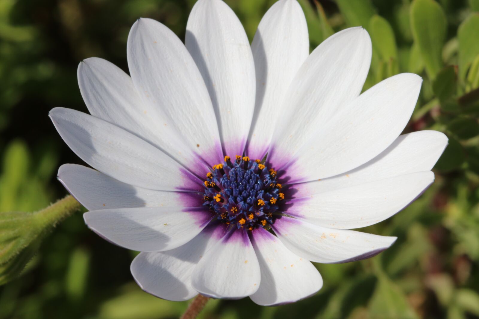 Canon EOS 70D + Canon EF 100mm F2.8 Macro USM sample photo. White, pink, flower photography