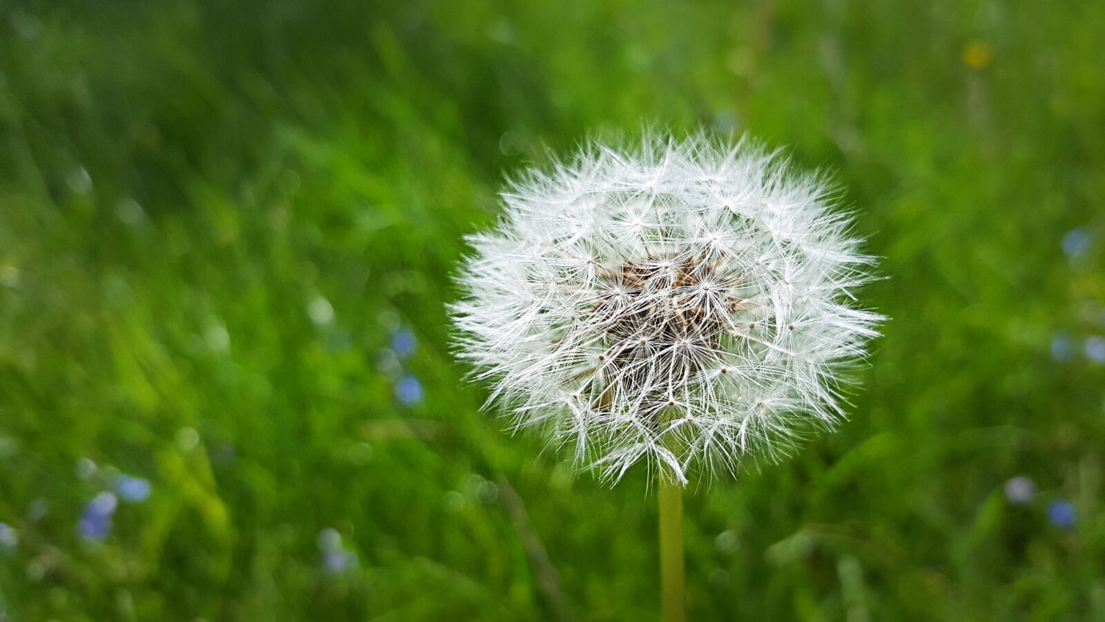 Samsung Galaxy S6 sample photo. Dandelion, meadow, nature photography