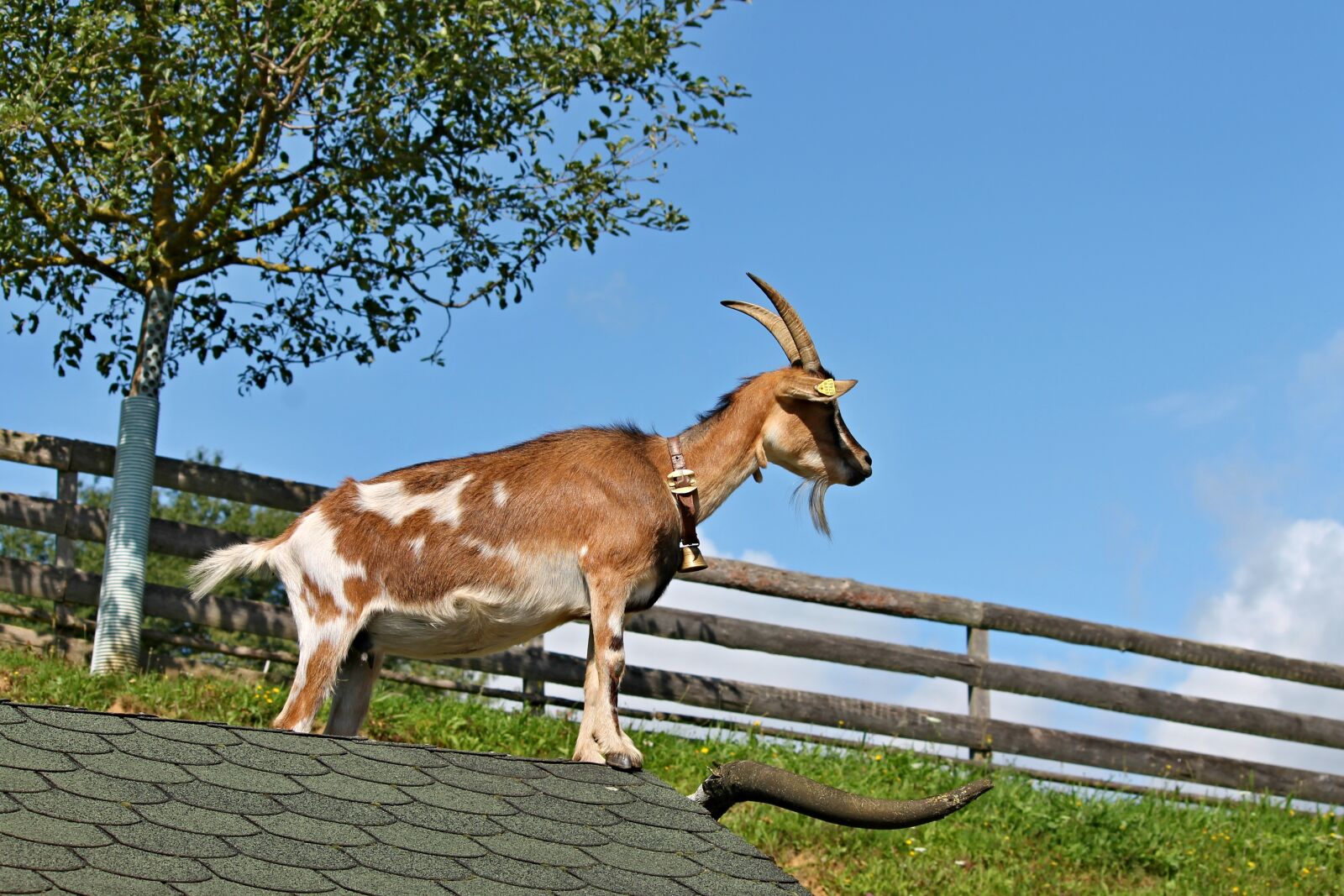 Canon EOS 1100D (EOS Rebel T3 / EOS Kiss X50) sample photo. Goat, roof, farm photography