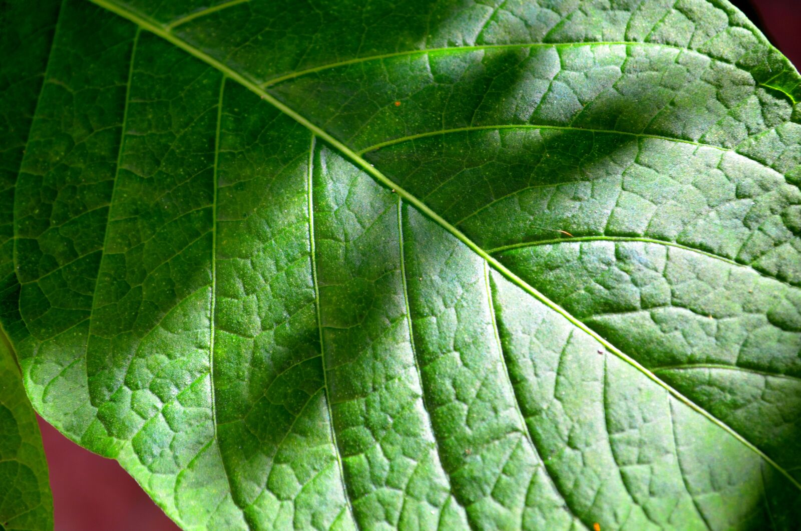 Nikon D5100 sample photo. Leaf, the green background photography