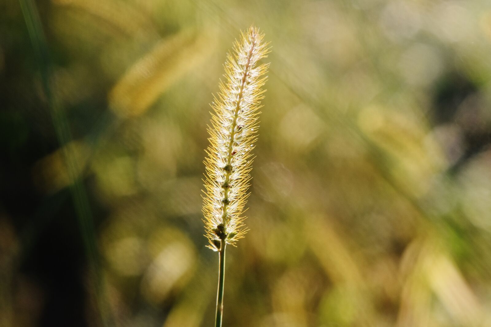Nikon D7200 sample photo. Grasses, nature, plant photography
