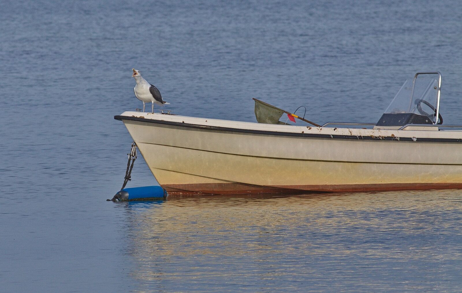 Canon EOS 50D sample photo. Seagull horn, seagull, nature photography