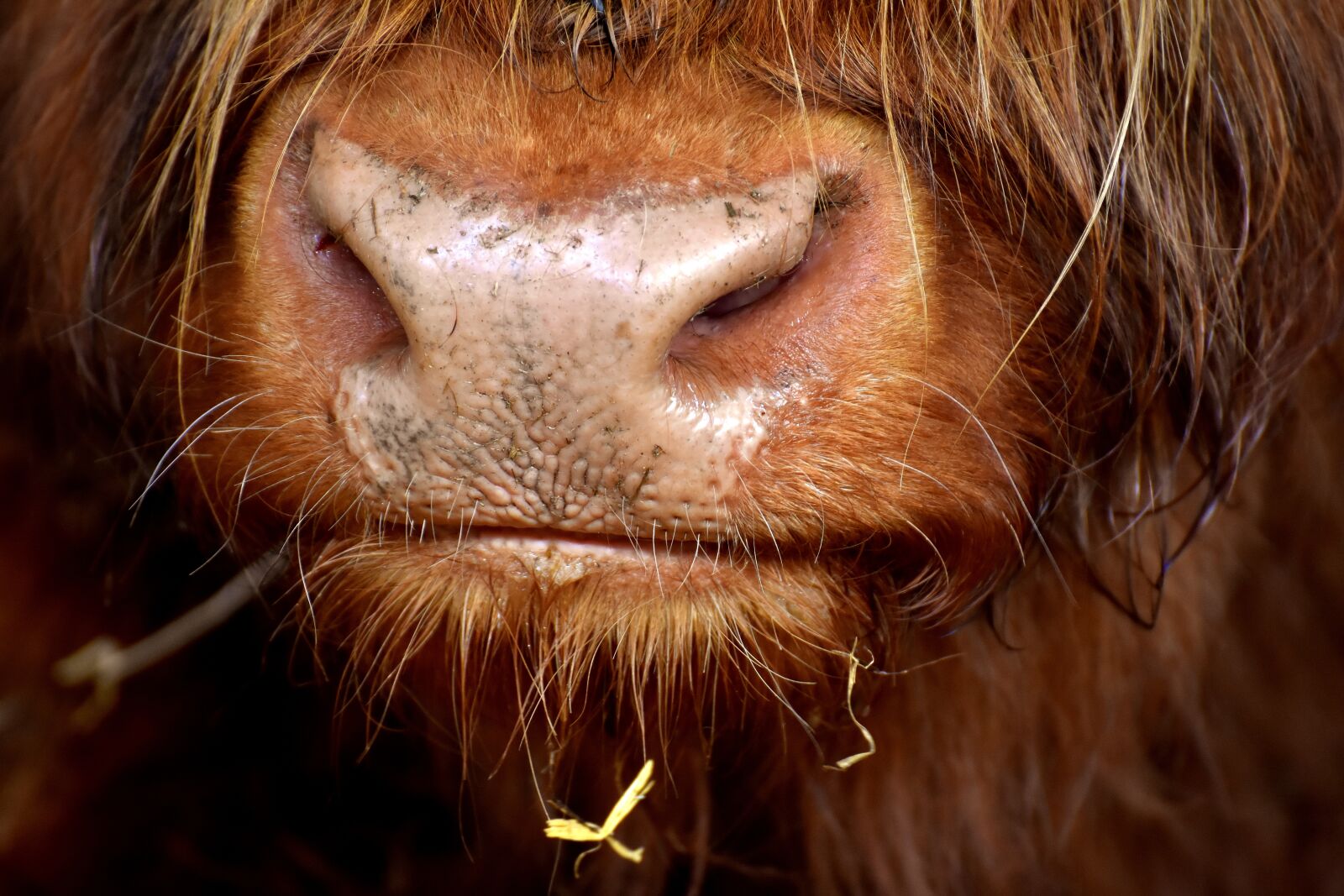Nikon D7200 sample photo. Highland beef, head, chew photography
