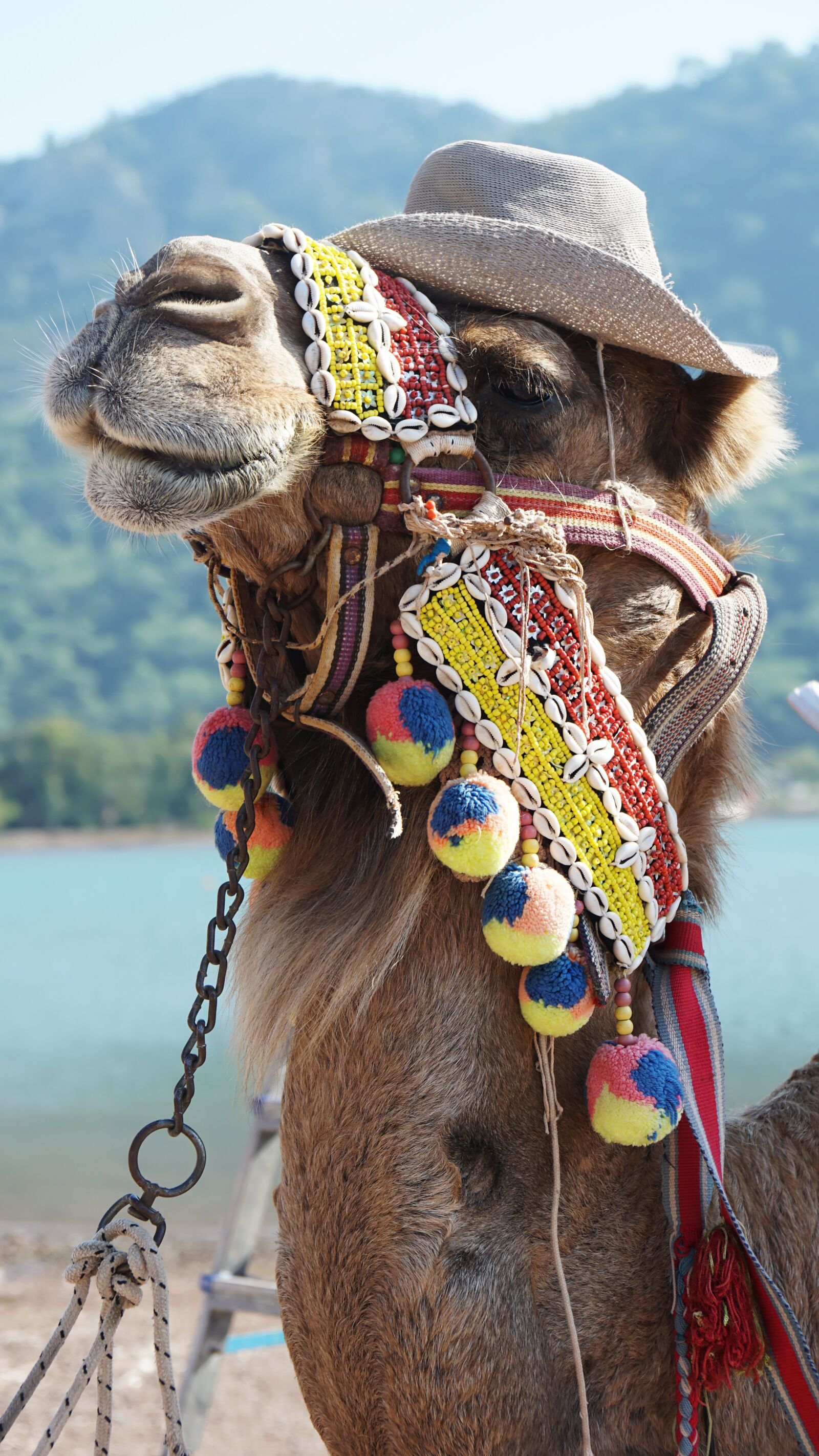 Sony a6000 + Sony Vario-Tessar T* E 16-70mm F4 ZA OSS sample photo. Camel, turkey, animals photography