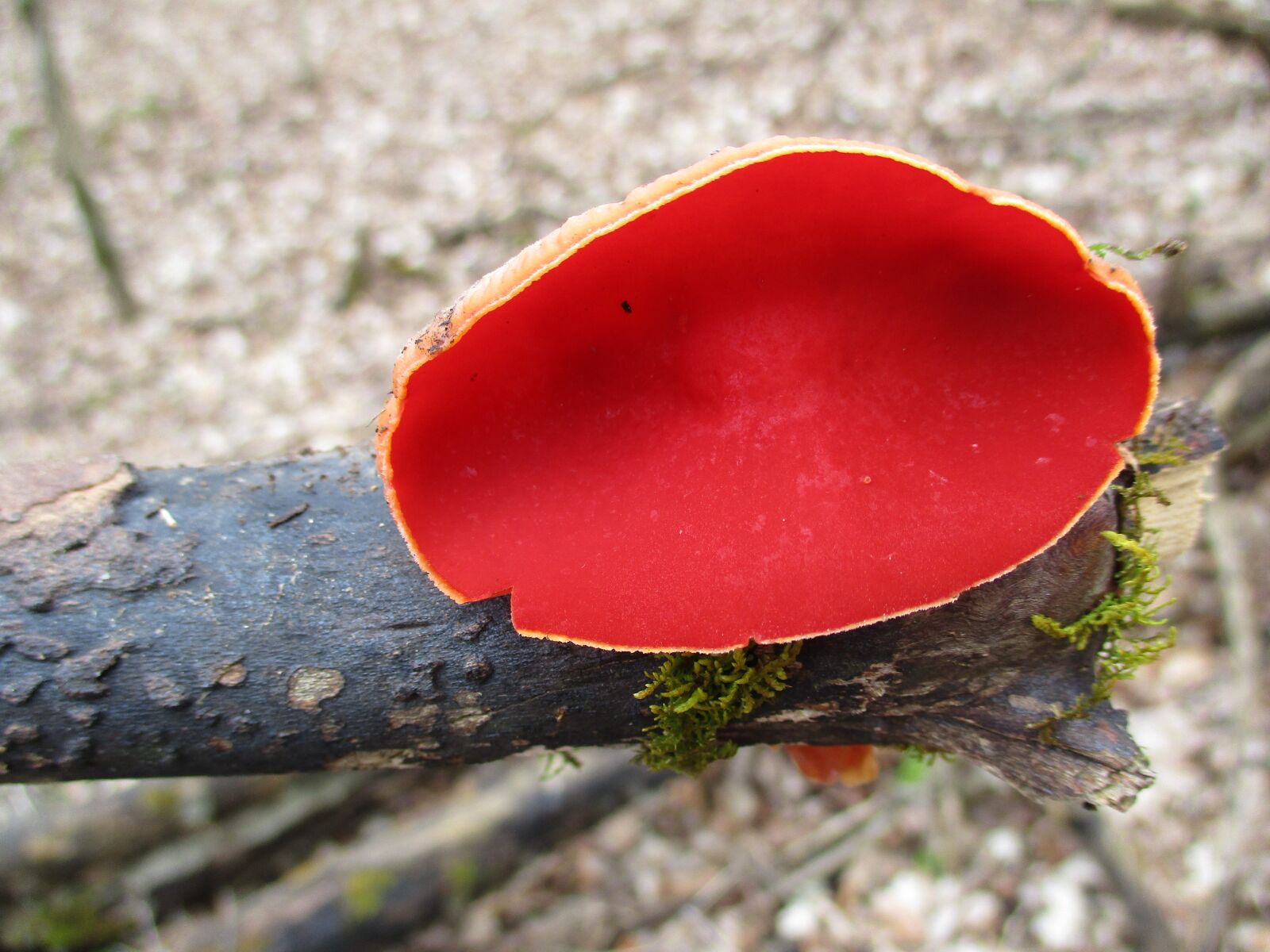 Canon PowerShot ELPH 180 (IXUS 175 / IXY 180) sample photo. Fungi, mushroom, forest photography
