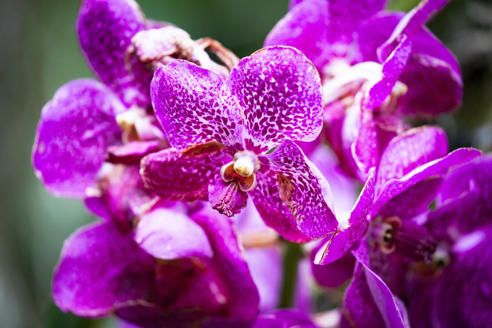 Canon EOS 5D Mark II sample photo. Flower, orchid, blossom photography