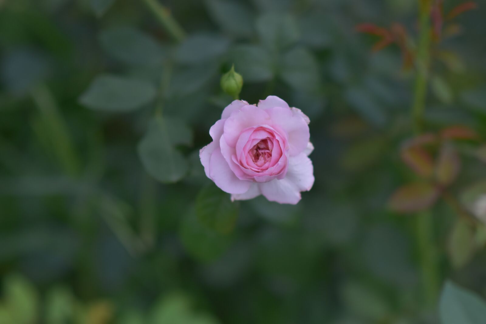 Nikon D7200 sample photo. Roses, aroma, blooming photography