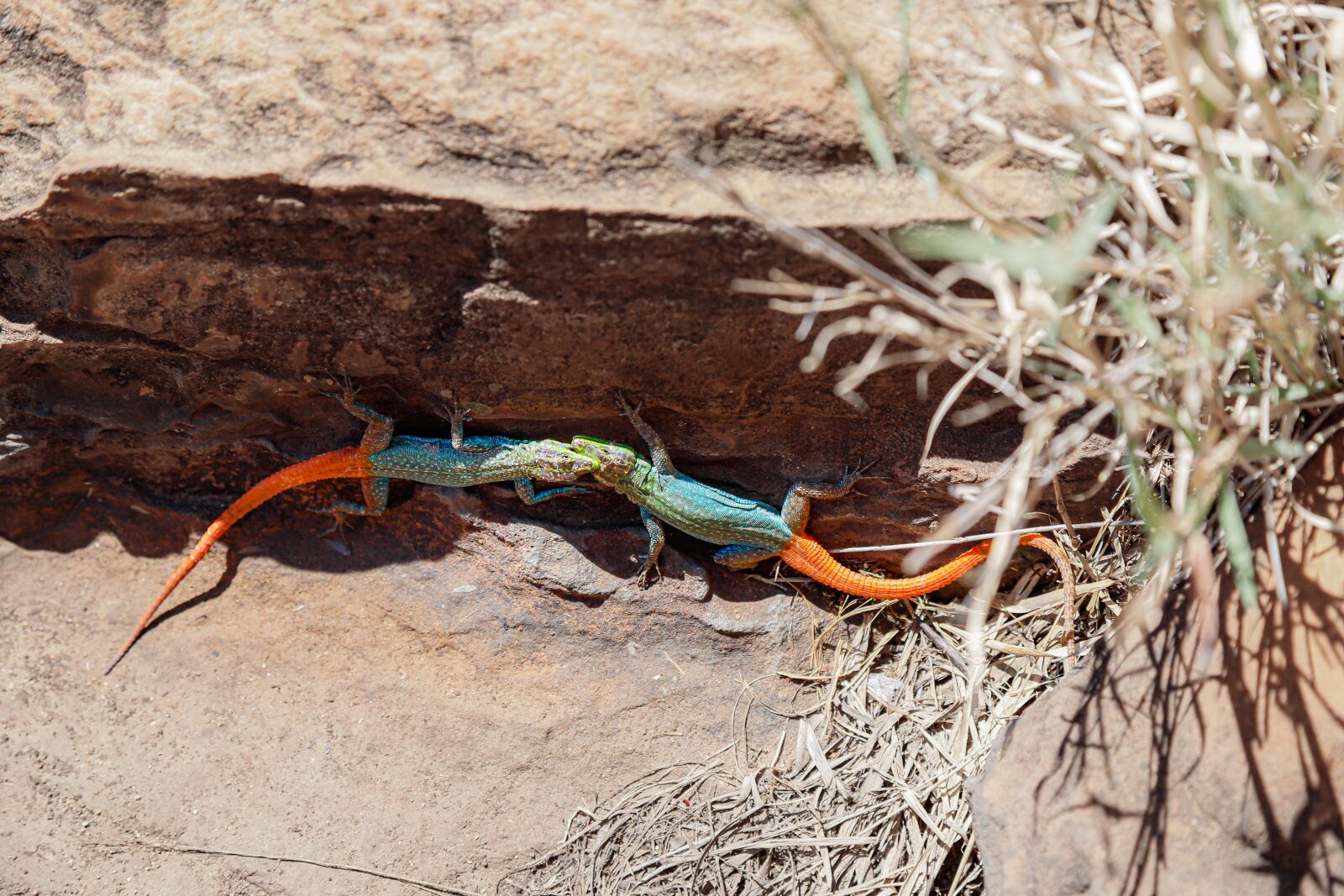 Canon EOS 6D Mark II sample photo. Lizards, hir, reptile photography