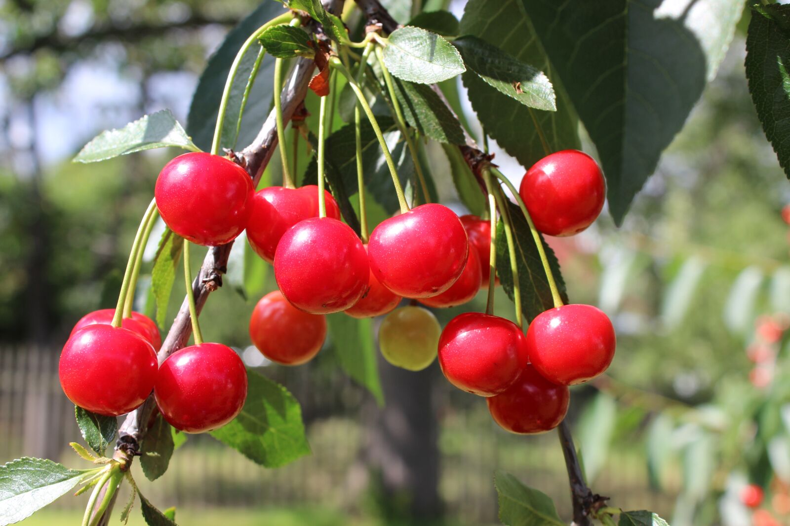 Canon EOS 600D (Rebel EOS T3i / EOS Kiss X5) sample photo. Cherries, healthy, red photography