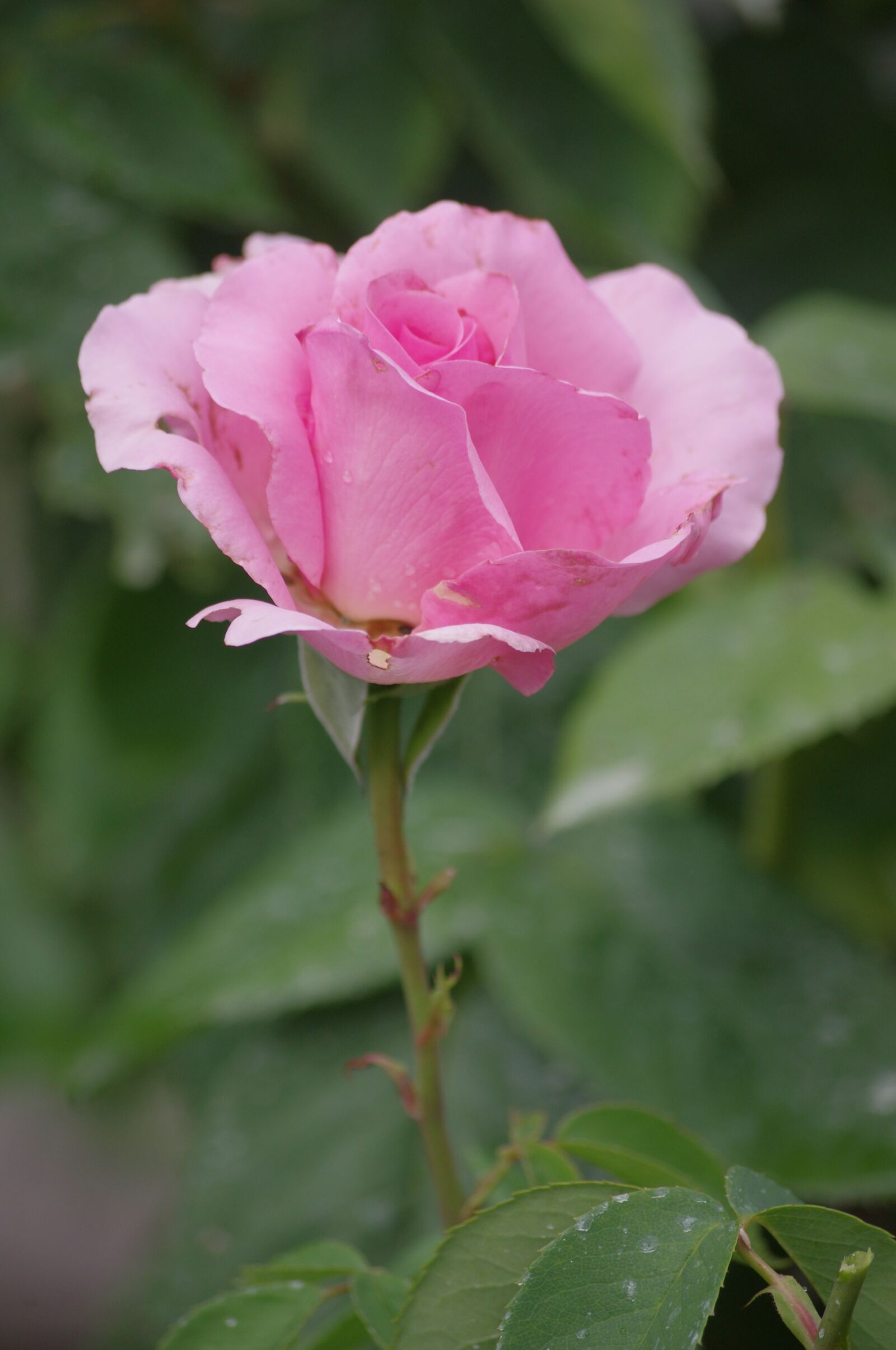 Pentax K-r sample photo. Pink, summer, garden photography