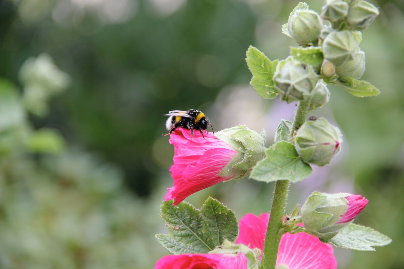 Canon EOS 550D (EOS Rebel T2i / EOS Kiss X4) sample photo. Stock rose, hummel, blossom photography