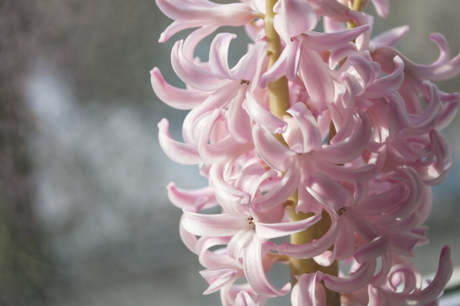 Nikon D40 sample photo. Flower, hyacinth, garden flowers photography