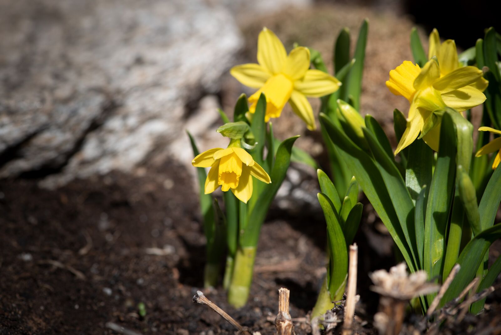Nikon D750 sample photo. Garden, spring, daffodils photography
