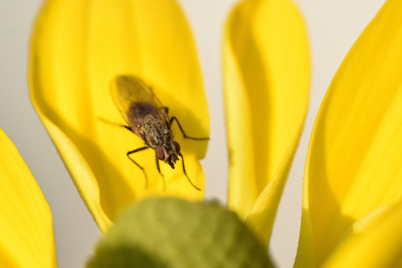 Nikon D3300 sample photo. Fly, closeup, insect photography