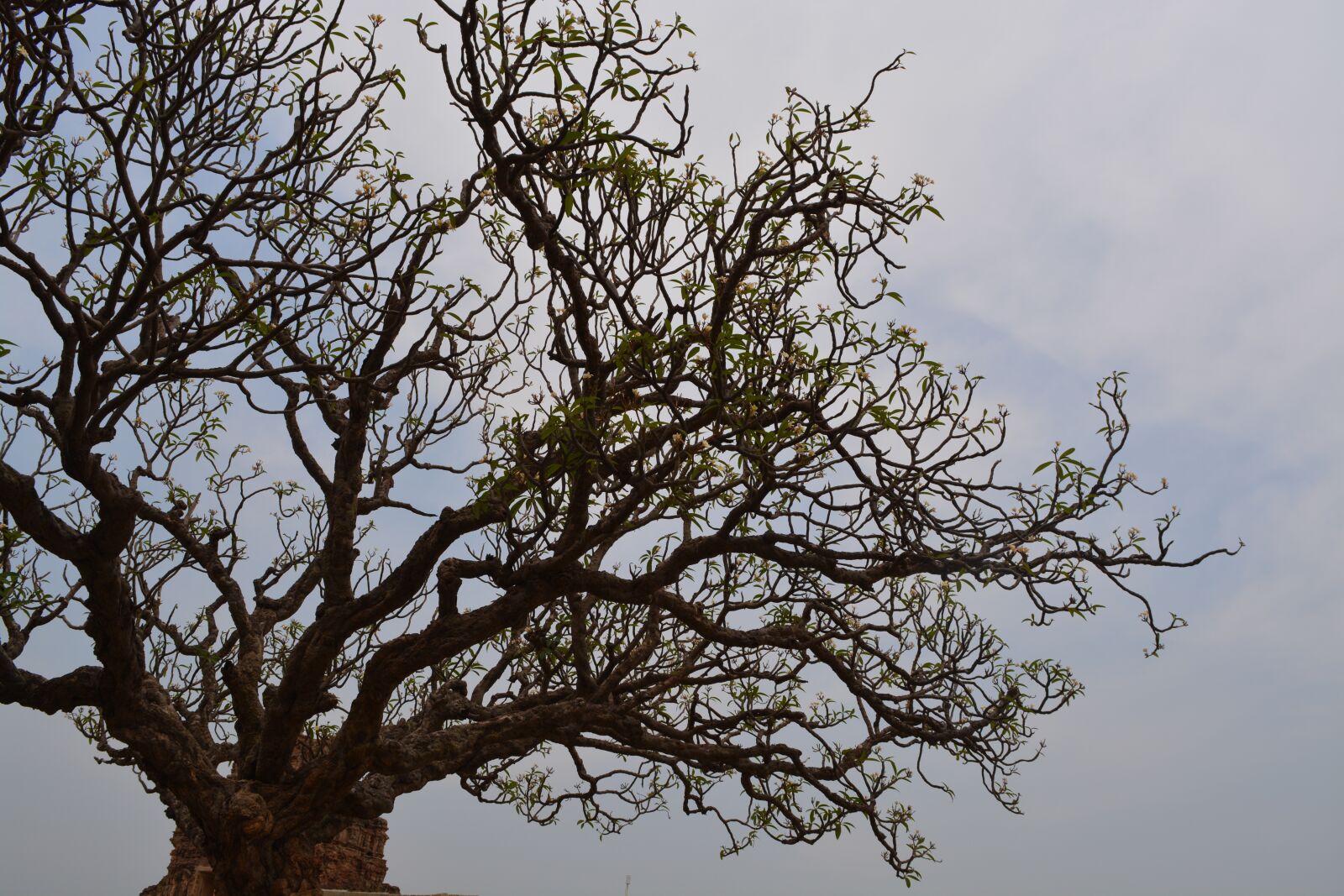 Nikon D5200 sample photo. Tree, branch, nature photography