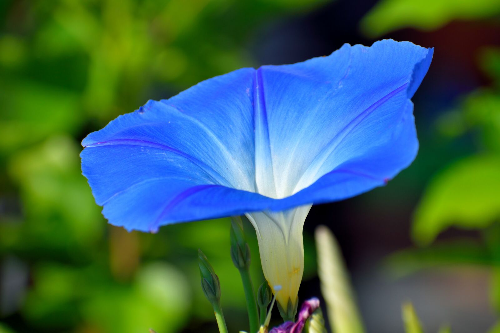 Nikon D3300 sample photo. Vibrant blue flower, floral photography