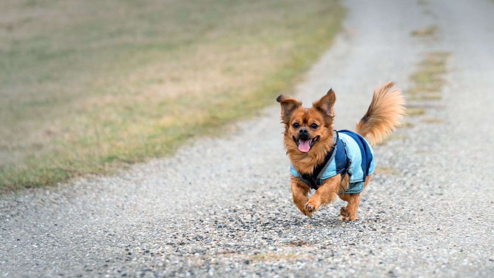 Nikon D750 sample photo. Small dog, play, race photography