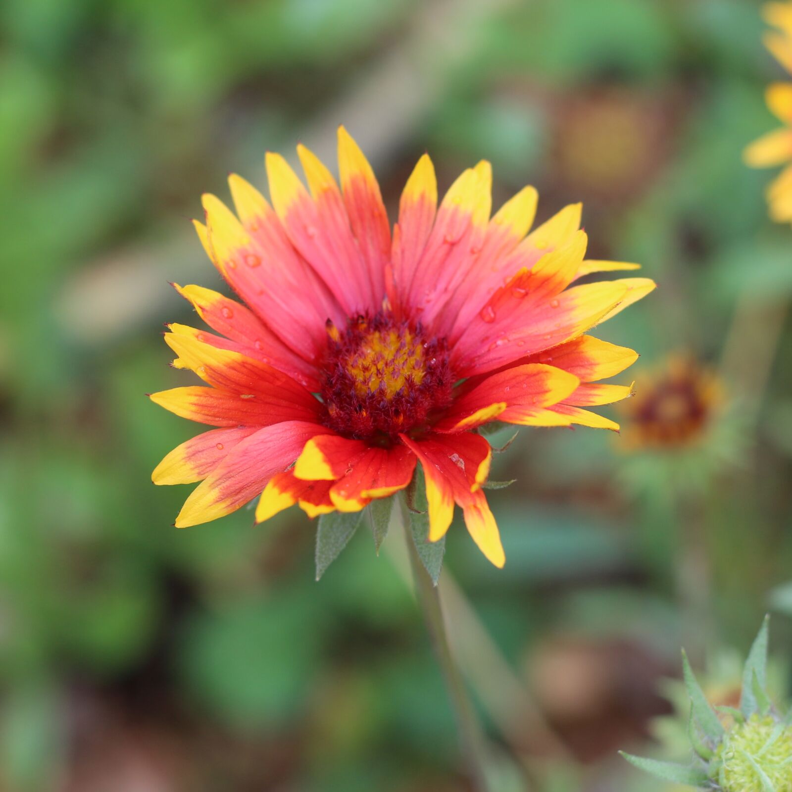 Canon EF 50mm F1.8 STM sample photo. Blanket flower, flower, bloom photography