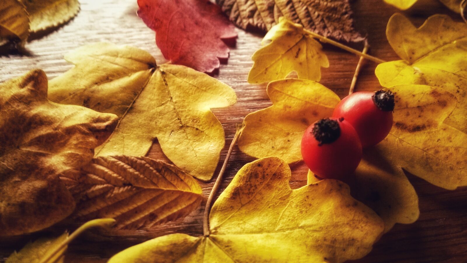 Motorola Moto G (5th Gen) sample photo. Autumn, nature, fall foliage photography