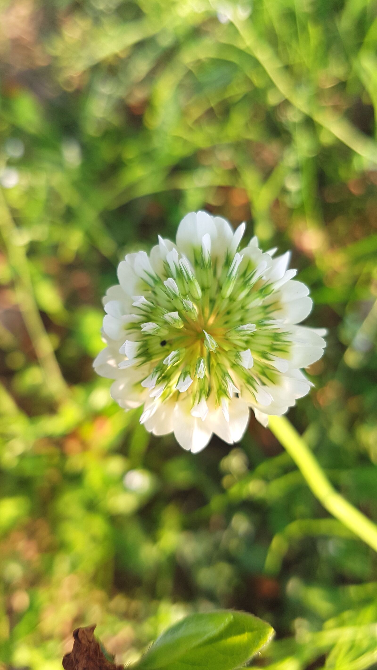 Samsung Galaxy S7 Edge sample photo. Shamrock, trifolium montanum, trifolium photography